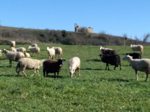 Blutongue: Righini annuncia misure straordinarie