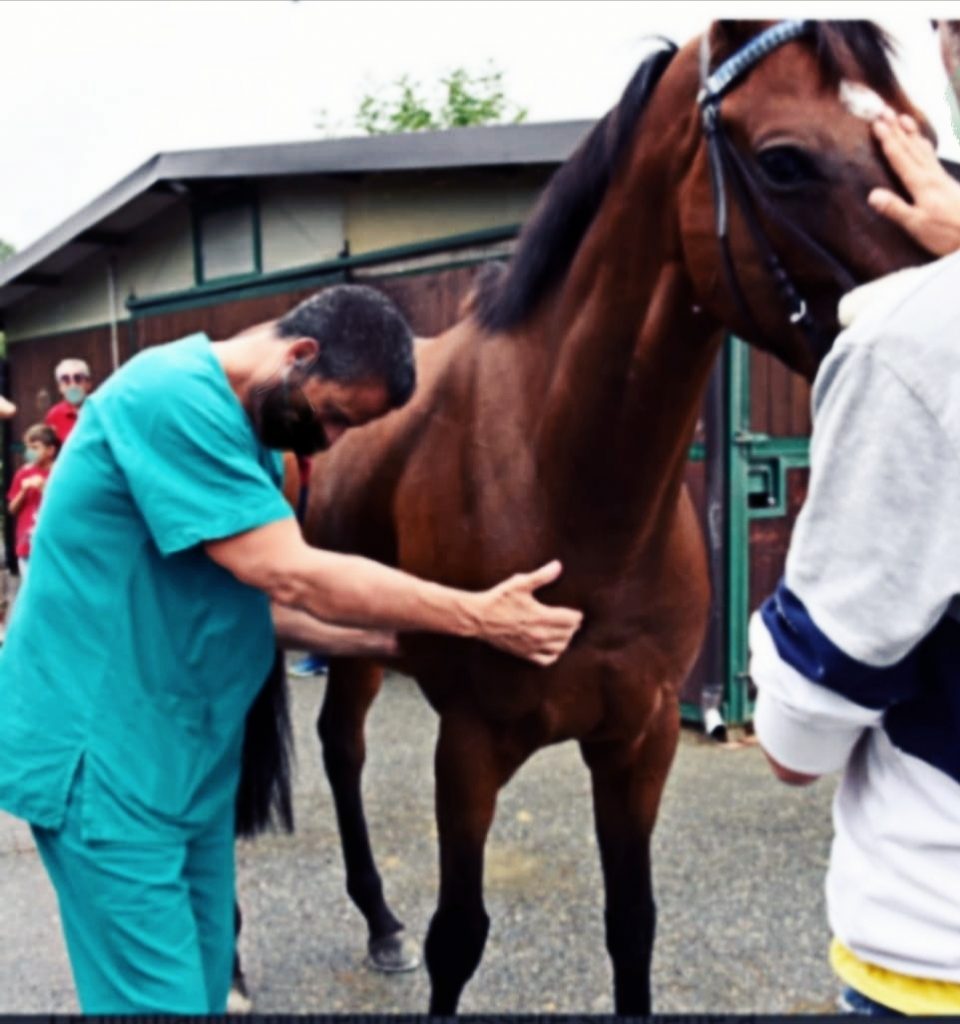 Veterinari