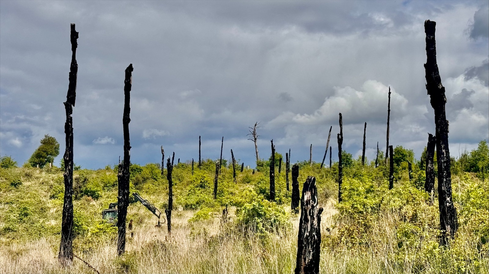 Martignano: avviato il recupero del bosco incendiato