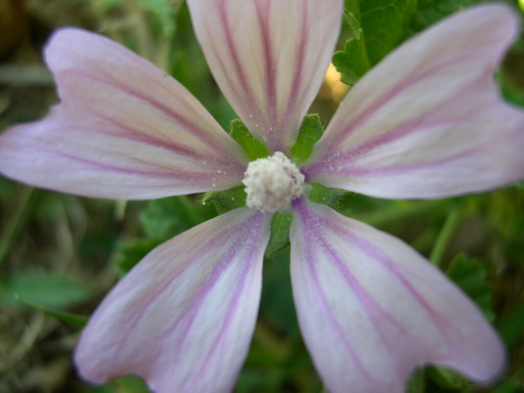 malva