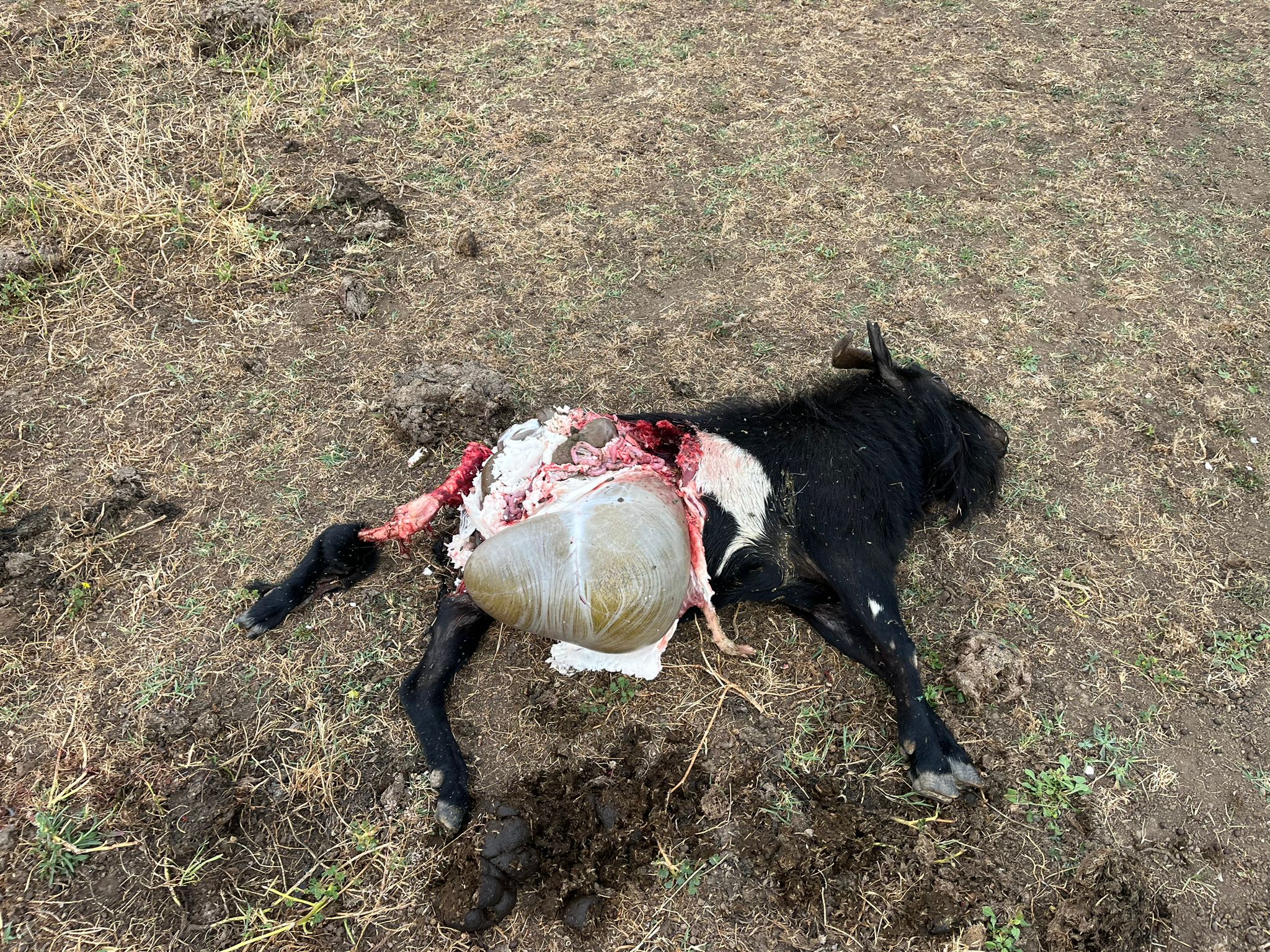 Anguillara: Un lupo a Campo Marinaro? Dopo l’uccisione di capre allarme in zona