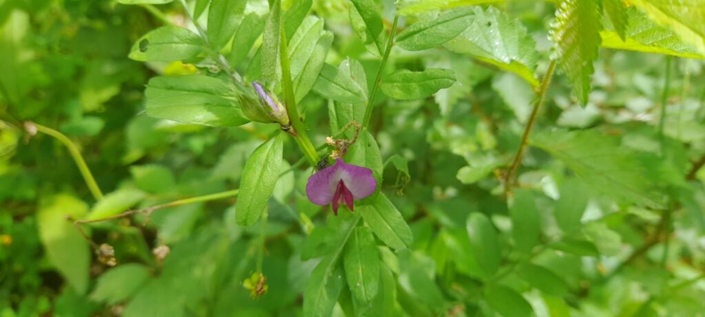 Fiore