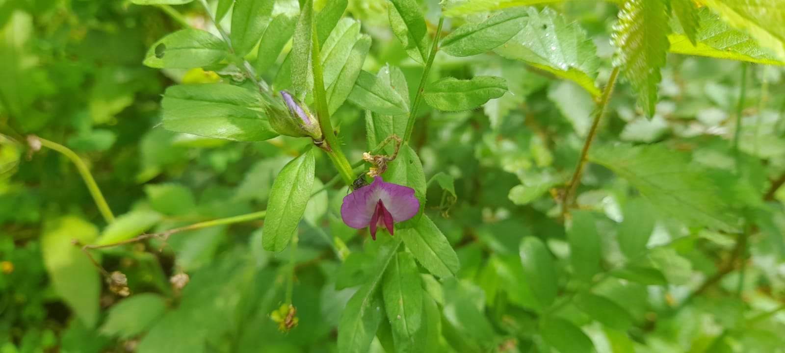 Fiore