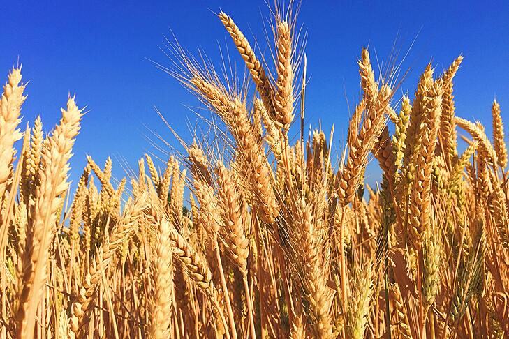 grano