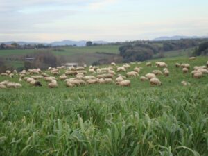 Il 2 giugno Festa della Tosatura ad Azienda Agricola Gentili a Bracciano