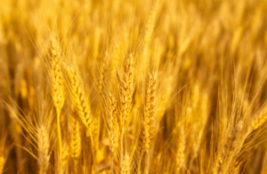 “Oro di campo” per Scampoli di Poesia