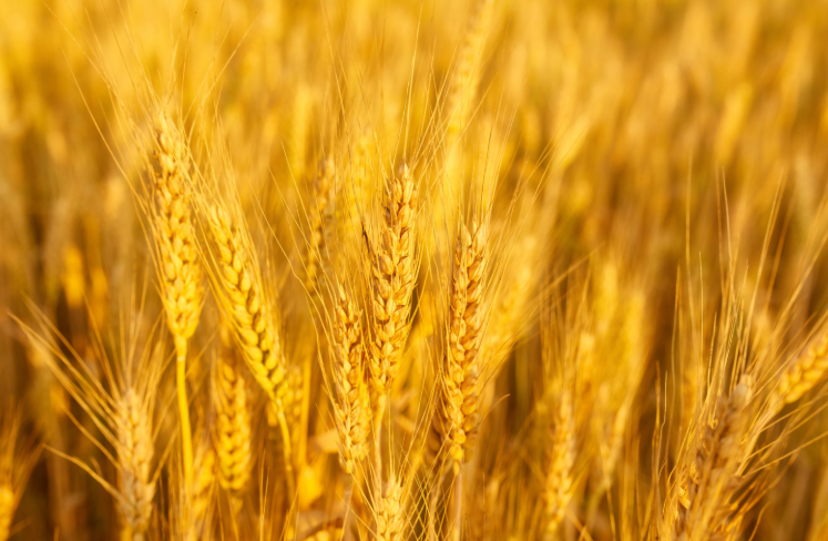 Oro