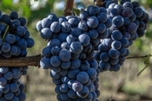 Riconosciuto il Consorzio Tutela Cesanese di Olevano Romano DOP
