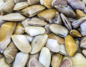 Telline: stop per salmonella a quelle di Maccarese