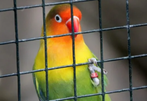 Scampoli di Poesia: “La gabbia” di Vincenzo Parisi